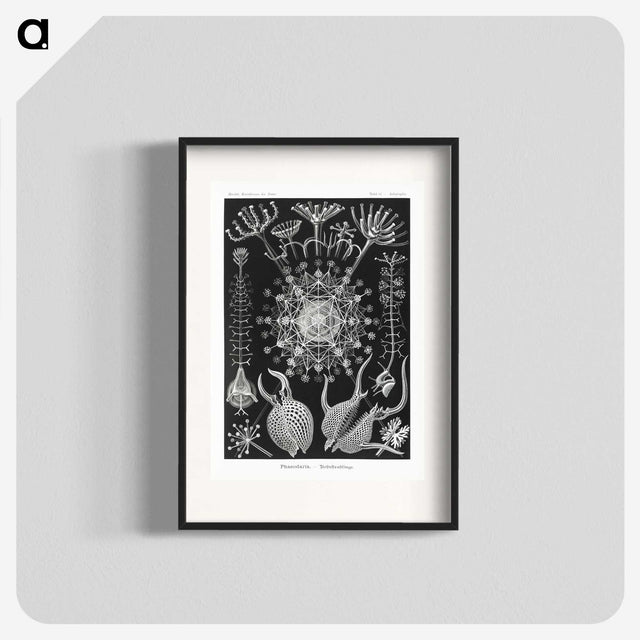 1-71_Ernst-Haeckel_blk