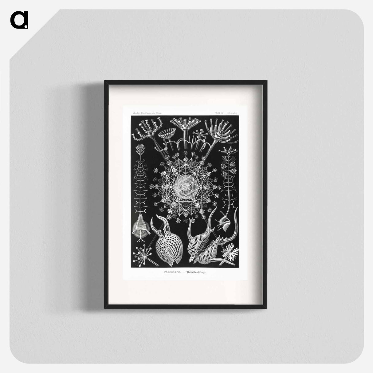 Phaeodaria–Rohrstrahlinge - エルンスト ヘッケル Poster.