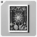 1-71_Ernst-Haeckel_canvas