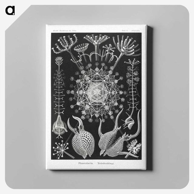1-71_Ernst-Haeckel_canvas