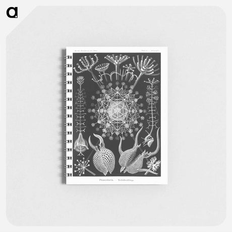 アートメモ帳-Phaeodaria–Rohrstrahlinge - エルンスト ヘッケル Memo.