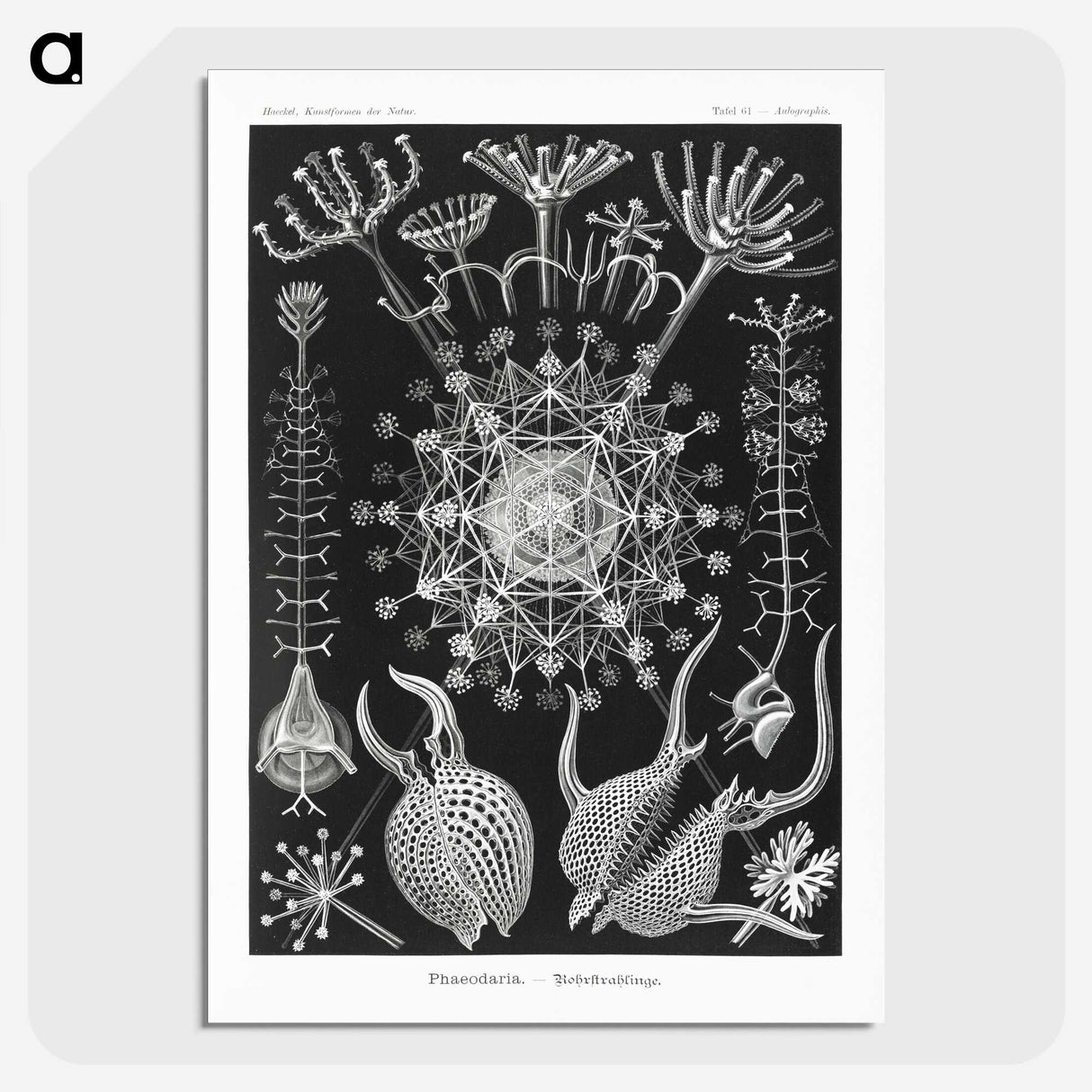 1-71_Ernst-Haeckel_picture-crop