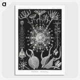 1-71_Ernst-Haeckel_picture-crop