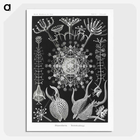 1-71_Ernst-Haeckel_picture-crop