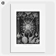 1-71_Ernst-Haeckel_picture