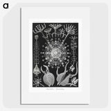 1-71_Ernst-Haeckel_picture