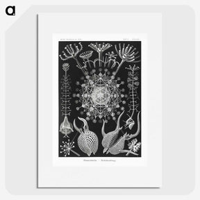 1-71_Ernst-Haeckel_picture