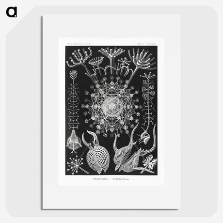 1-71_Ernst-Haeckel_picture