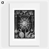 Phaeodaria–Rohrstrahlinge - エルンスト ヘッケル Poster.