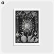 1-71_Ernst-Haeckel_postcard