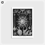 アートポストカード-Phaeodaria–Rohrstrahlinge - エルンスト ヘッケル Postcard.