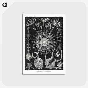 1-71_Ernst-Haeckel_postcard
