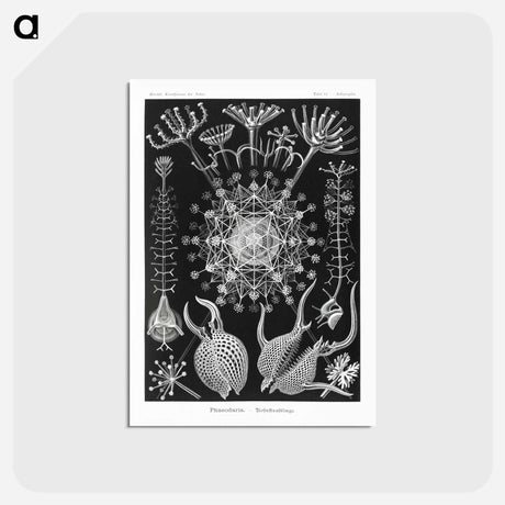 アートポストカード-Phaeodaria–Rohrstrahlinge - エルンスト ヘッケル Postcard.