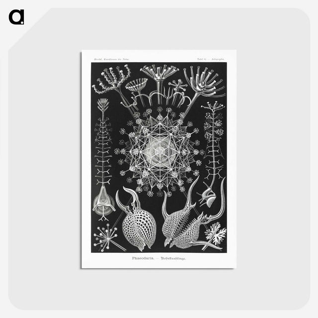 1-71_Ernst-Haeckel_postcard