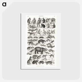 アートポストカード-Mammalia
 - ゴールドスミスの生き生きとした自然 Postcard.
