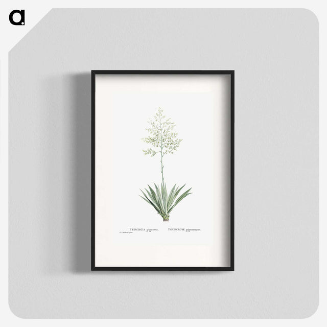 1-71_Histoire-des-Plantes-Grasses_blk