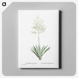 1-71_Histoire-des-Plantes-Grasses_canvas
