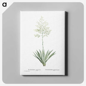 1-71_Histoire-des-Plantes-Grasses_canvas