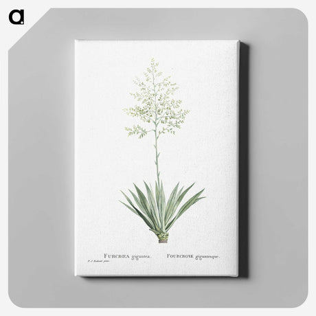 1-71_Histoire-des-Plantes-Grasses_canvas
