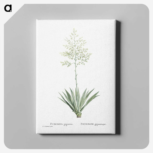 1-71_Histoire-des-Plantes-Grasses_canvas