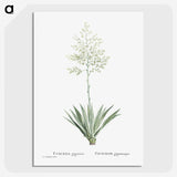 1-71_Histoire-des-Plantes-Grasses_picture-crop