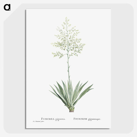 1-71_Histoire-des-Plantes-Grasses_picture-crop