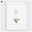 1-71_Histoire-des-Plantes-Grasses_picture