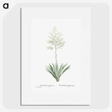1-71_Histoire-des-Plantes-Grasses_picture