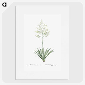 1-71_Histoire-des-Plantes-Grasses_picture