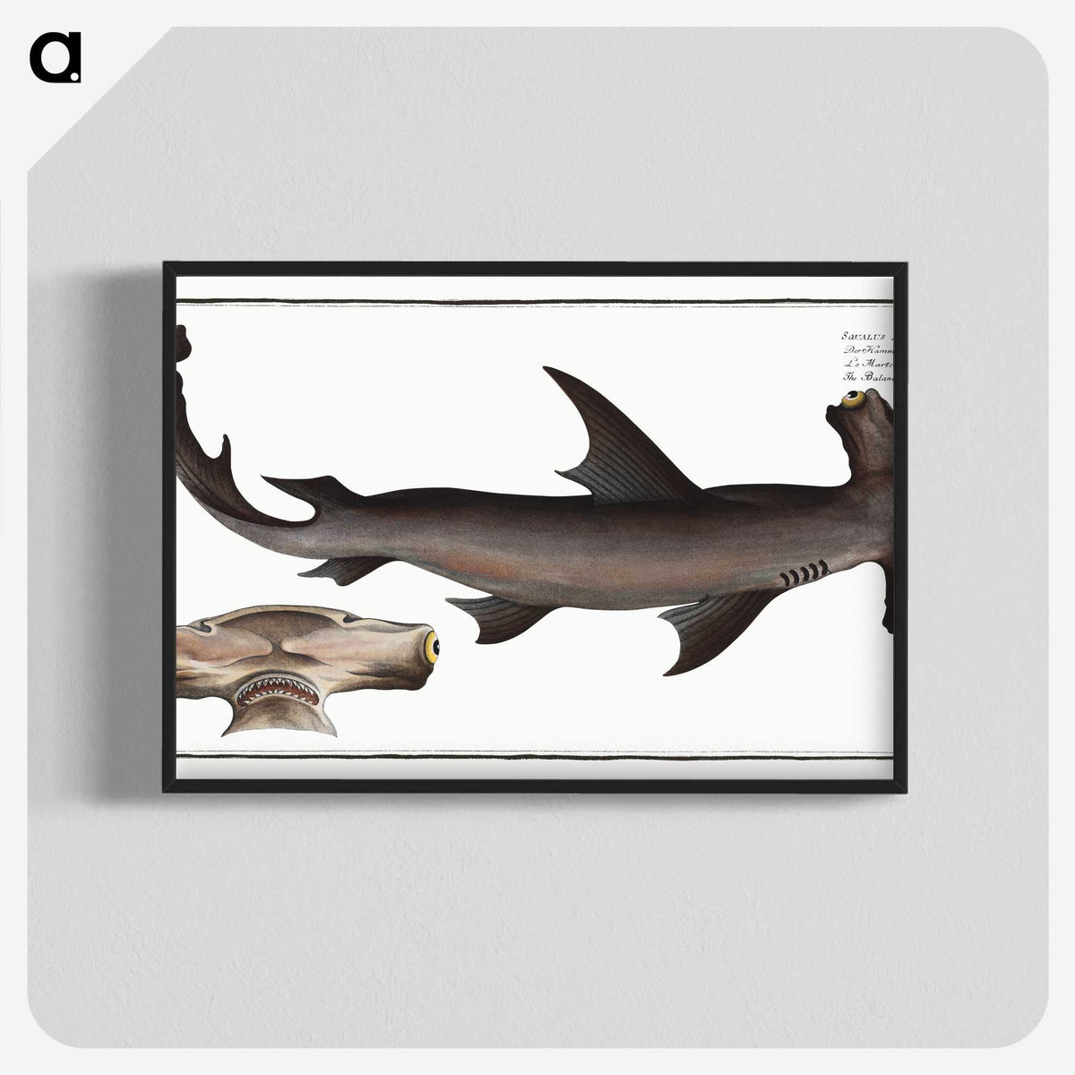 1-71_Ichtyologie-ou-Histoire-naturelle_blk-crop