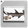1-71_Ichtyologie-ou-Histoire-naturelle_canvas