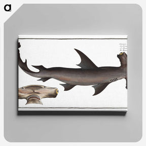1-71_Ichtyologie-ou-Histoire-naturelle_canvas