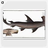 1-71_Ichtyologie-ou-Histoire-naturelle_picture-crop