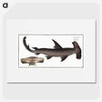 1-71_Ichtyologie-ou-Histoire-naturelle_picture
