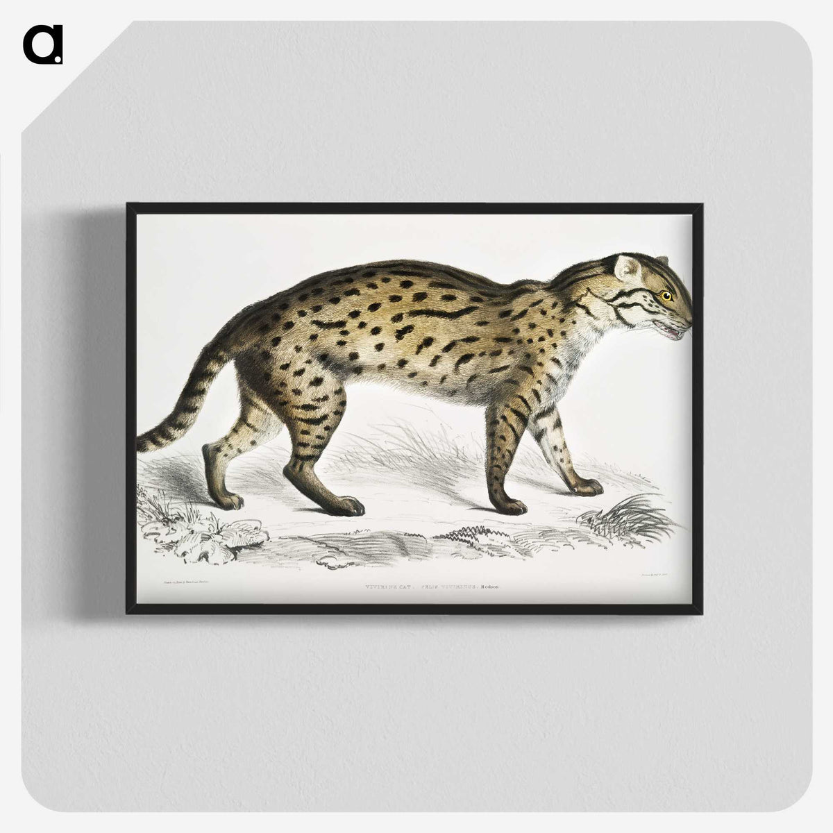 1-71_Indian-Zoology_blk-crop