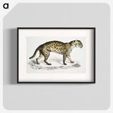 1-71_Indian-Zoology_blk
