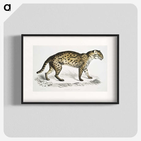 1-71_Indian-Zoology_blk