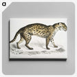 1-71_Indian-Zoology_canvas