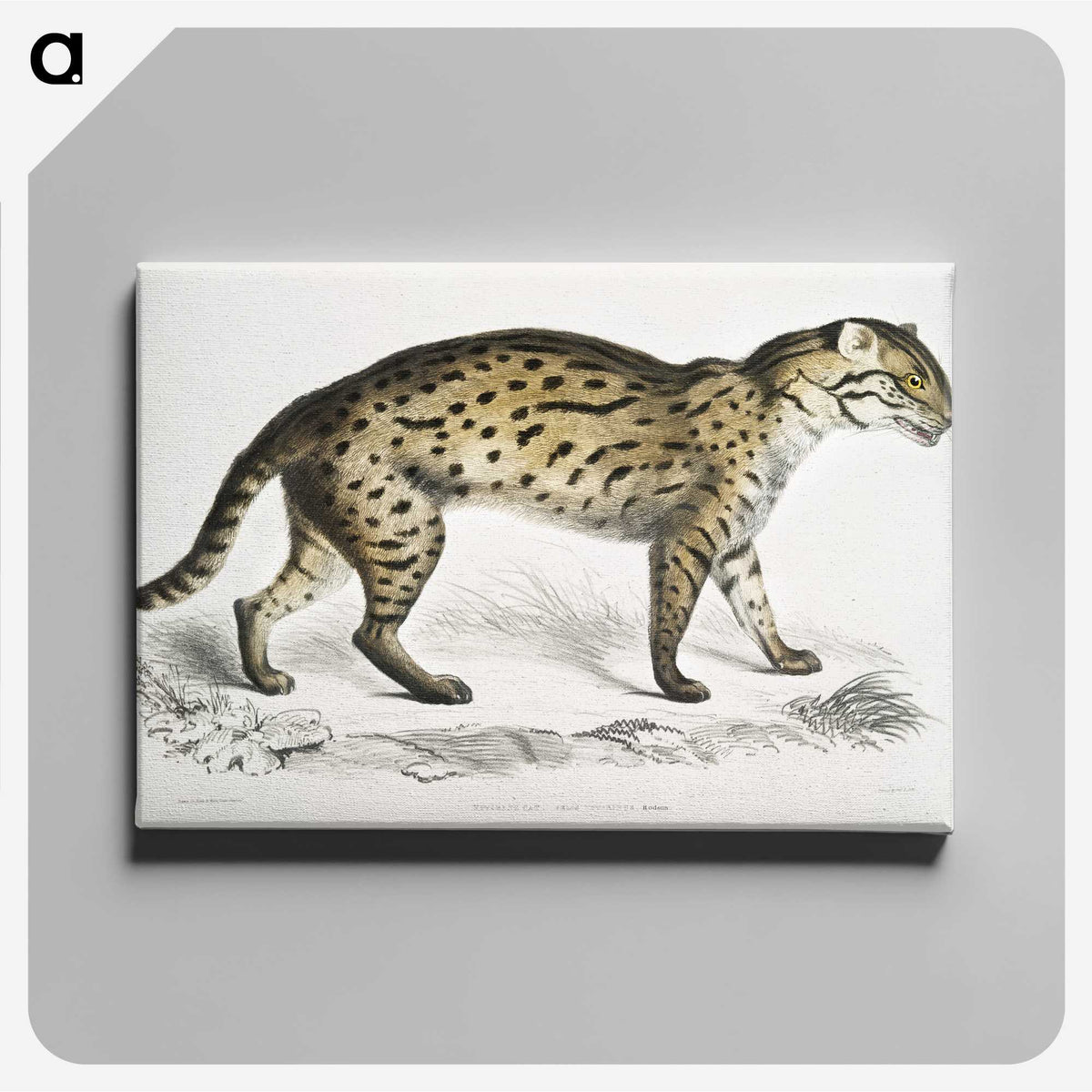 1-71_Indian-Zoology_canvas
