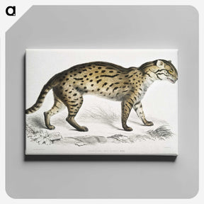 1-71_Indian-Zoology_canvas