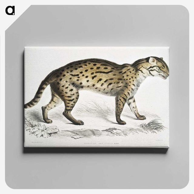 1-71_Indian-Zoology_canvas