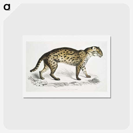 1-71_Indian-Zoology_hagaki