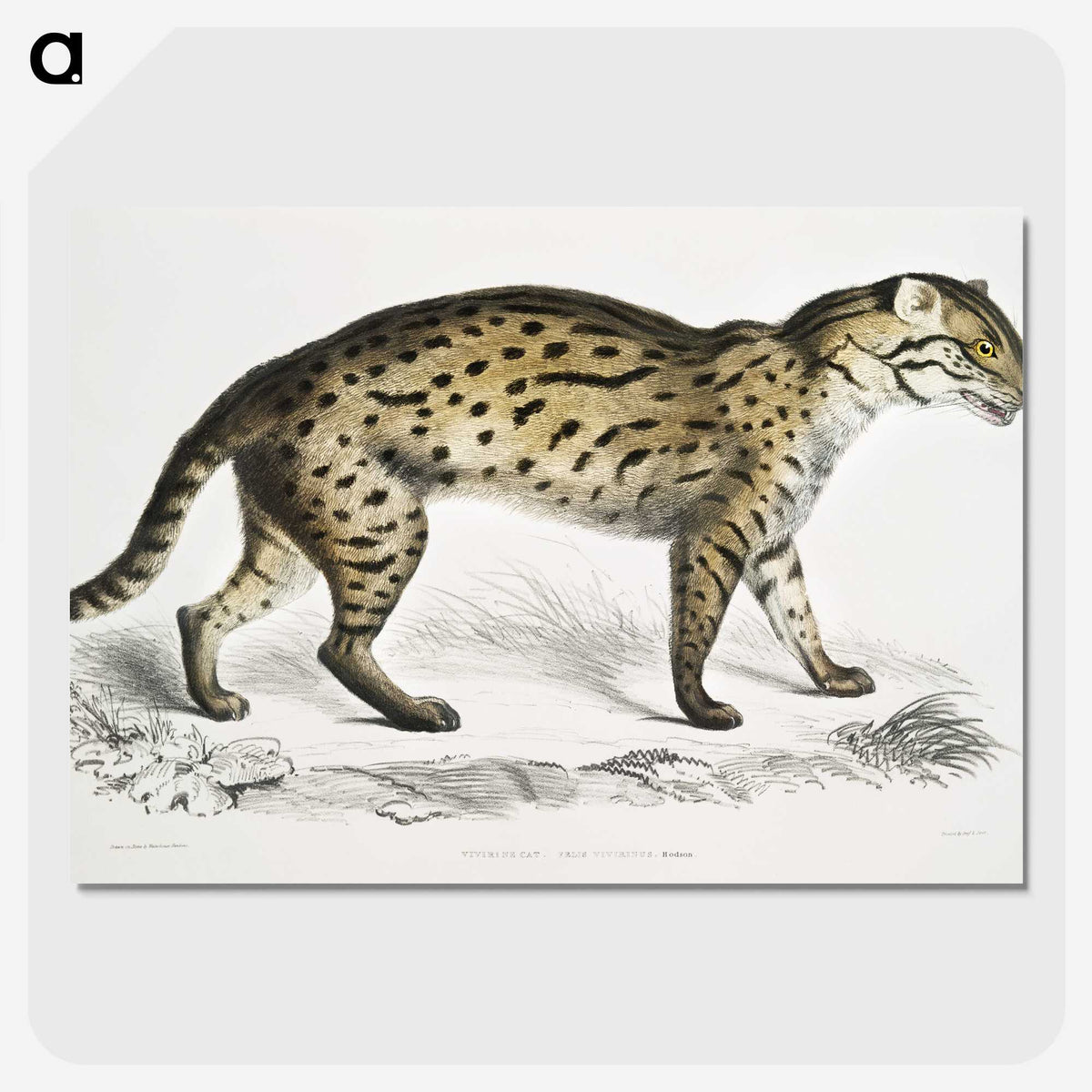 1-71_Indian-Zoology_picture-crop