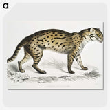 1-71_Indian-Zoology_picture-crop