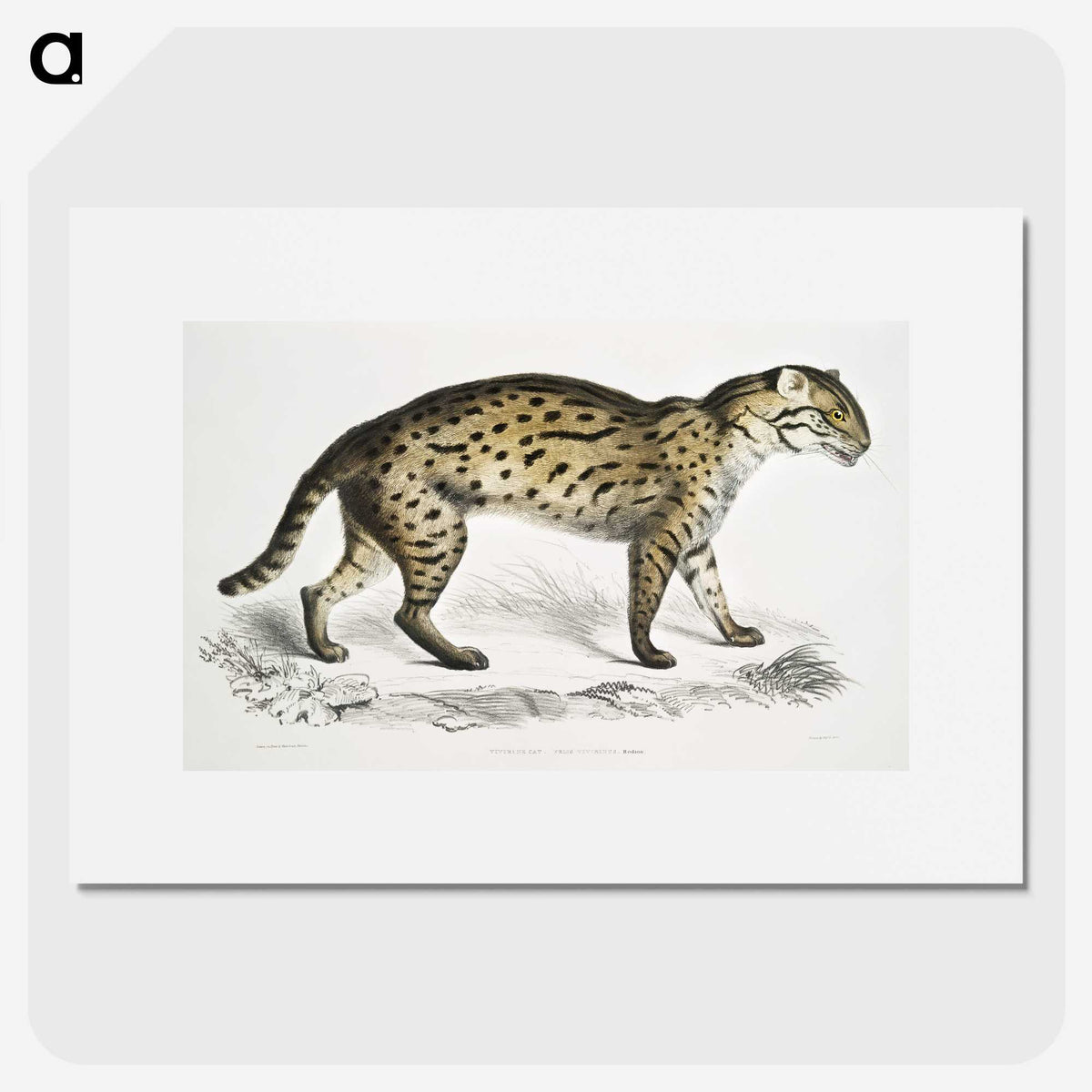 1-71_Indian-Zoology_picture