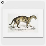 1-71_Indian-Zoology_picture