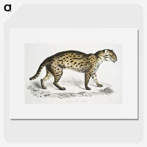 1-71_Indian-Zoology_picture