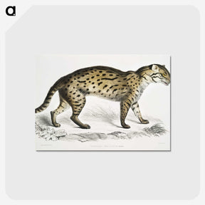 1-71_Indian-Zoology_postcard