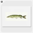 1-71_Jean-Bernard_picture