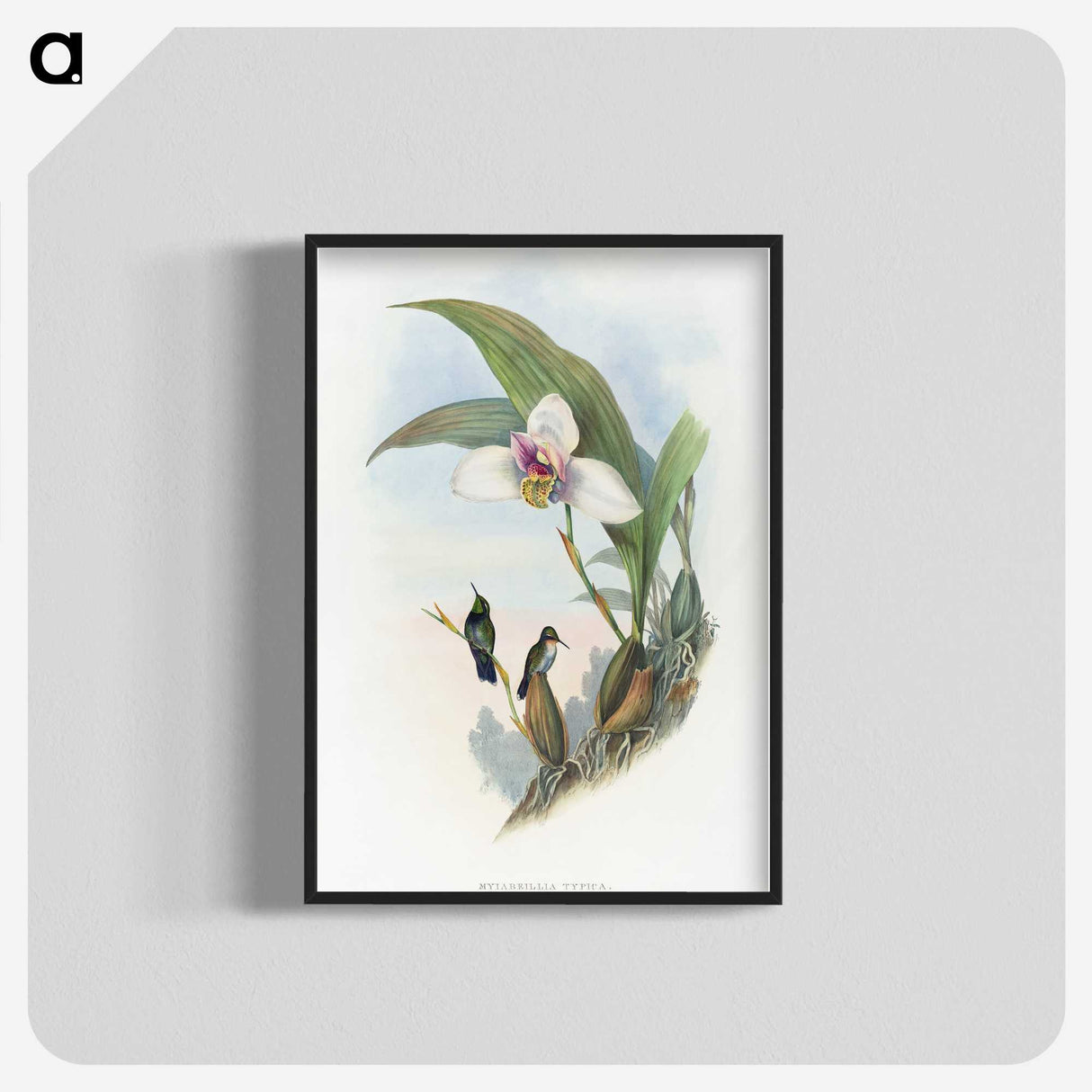 1-71_John-Gould_blk-crop